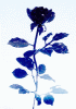 roza.gif