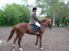 horse02.jpg
