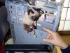 computercat.jpg