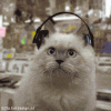 C8627299.gif