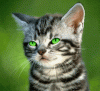 daily.gif