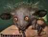timoshonka_done.jpg
