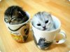 cats_22.jpg