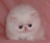 cats_45.jpg