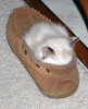 cats_55.jpg