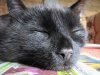 cats_46.jpg