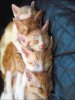 cats_40.jpg