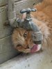 cats_6.jpg