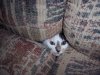 cats_1.jpg