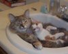 cats_44.jpg