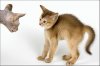 cats_50.jpg