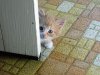 cats_52.jpg