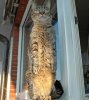 cats_2.jpg