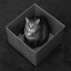cats_7.jpg