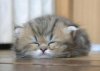 cats_32.jpg