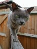 cats_14.jpg