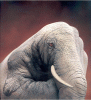 Slide1.gif