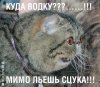 vodku_mimo.jpg