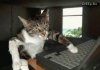 cats.creep.ru.113.jpg
