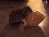 20060211_bums.gif