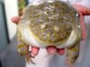 frog.jpg