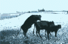 63331497455.gif