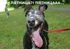 pic_fun_52.jpg