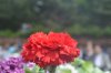 DSC_1466.JPG
