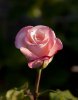 P6012172_roze_crop.jpg