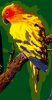 parrot.jpg