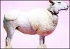 478361.gif.jpg