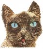 cat.jpg