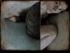 0d7ae4509209.jpg