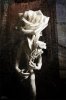 If_roses_are_bleeding_by_barnaulsky_zeek.jpg