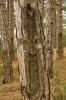 IMG_4333.CR2_1.jpg