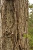 IMG_4335.CR2_1.jpg