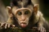 1283612456__animals_1.jpg