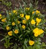 PA103761_krokus_1200.jpg