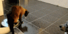 funny_pictures_gif_cat_room.gif