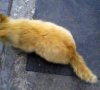 red_cat1.jpg