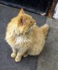 red_cat2.jpg