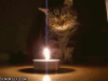 funny_gifs_cat_playing_with_fire.gif