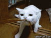 funny_gifs_pulling_a_plane.gif