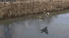 funny_gifs_duck_curling.gif