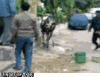 funny_gifs_ninja_cow.gif