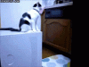 funny_gifs_cat_trolling.gif