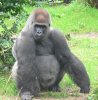 591px_Male_silverback_Gorilla.JPG