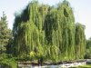 1_Willow.jpg
