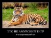 tiger.jpeg