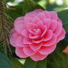 Camellia